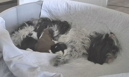 Exklusive Shih Tzu Welpen aus Championlinie von den Regenufer Sweetheart’s