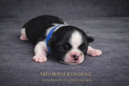 Exklusive Shih Tzu Welpen aus Championlinie von den Regenufer Sweetheart’s