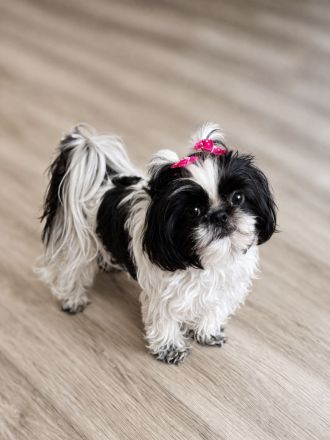 Exklusive Shih Tzu Welpen aus Championlinie von den Regenufer Sweetheart’s