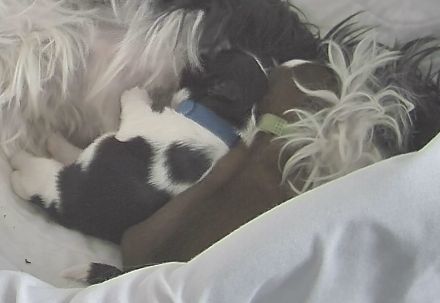 Exklusive Shih Tzu Welpen aus Championlinie von den Regenufer Sweetheart’s