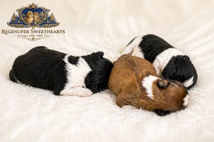 Exklusive Shih Tzu Welpen aus Championlinie von den Regenufer Sweetheart’s