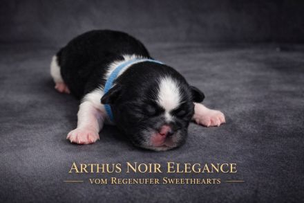 Exklusive Shih Tzu Welpen aus Championlinie von den Regenufer Sweetheart’s