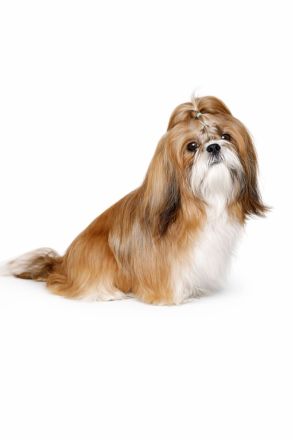 Exklusive Shih Tzu Welpen aus Championlinie von den Regenufer Sweetheart’s