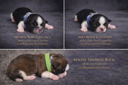 Exklusive Shih Tzu Welpen aus Championlinie von den Regenufer Sweetheart’s