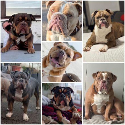 Exklusiver OEB Welpe Old English Bulldog Bulldogge mit Ahnentafel