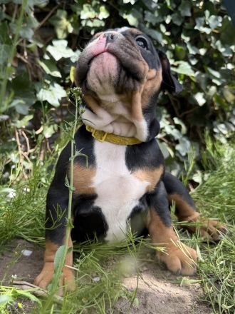 Exklusiver OEB Welpe Old English Bulldog Bulldogge mit Ahnentafel