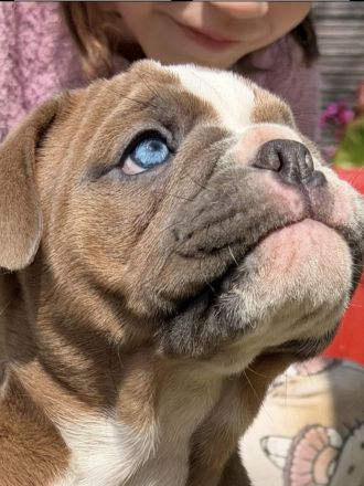 Exklusiver OEB Welpe Old English Bulldog Bulldogge mit Ahnentafel