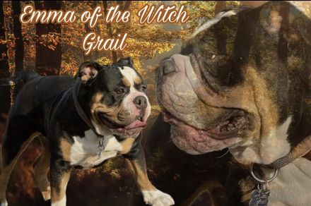 Exklusiver OEB Welpe Old English Bulldog Bulldogge mit Ahnentafel