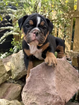 Exklusiver OEB Welpe Old English Bulldog Bulldogge mit Ahnentafel