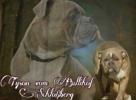 Exklusiver OEB Welpe Old English Bulldog Bulldogge mit Ahnentafel