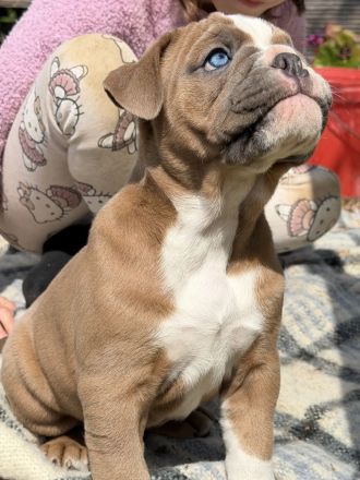 Exklusiver OEB Welpe Old English Bulldog Bulldogge mit Ahnentafel