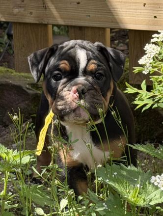 Exklusiver OEB Welpe Old English Bulldog Bulldogge mit Ahnentafel