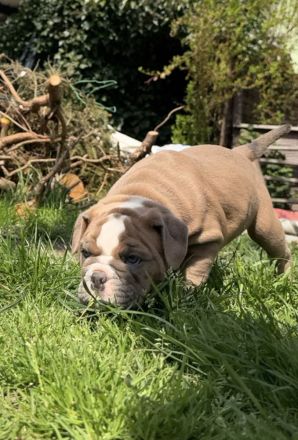 Exklusiver OEB Welpe Old English Bulldog Bulldogge mit Ahnentafel