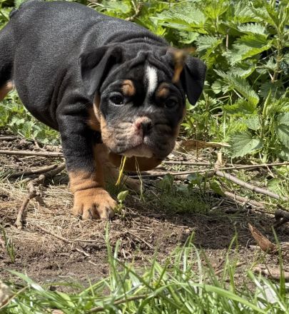 Exklusiver OEB Welpe Old English Bulldog Bulldogge mit Ahnentafel