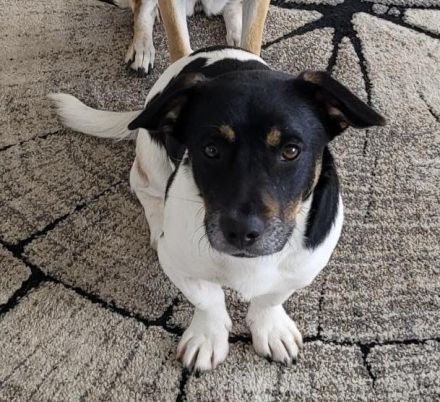 Watson, 1 Jahr alt, verspielt, sozial...zum Verlieben