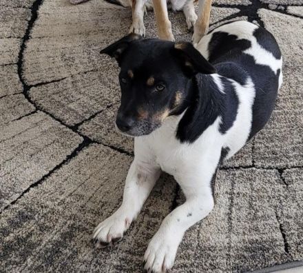 Watson, 1 Jahr alt, verspielt, sozial...zum Verlieben