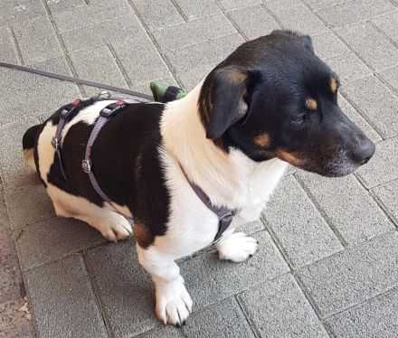 Watson, 1 Jahr alt, verspielt, sozial...zum Verlieben