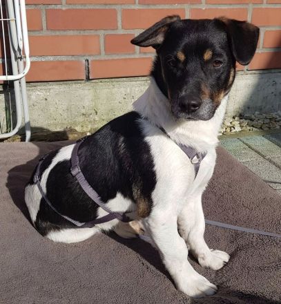 Watson, 1 Jahr alt, verspielt, sozial...zum Verlieben