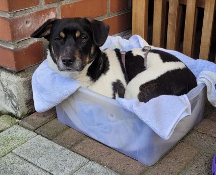 Watson, 1 Jahr alt, verspielt, sozial...zum Verlieben