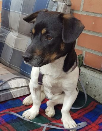 Watson, 1 Jahr alt, verspielt, sozial...zum Verlieben