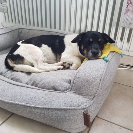 Watson, 1 Jahr alt, verspielt, sozial...zum Verlieben