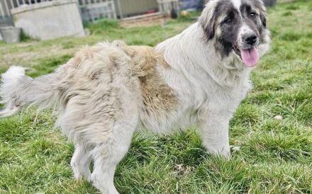 Zuhause gesucht für Otilie