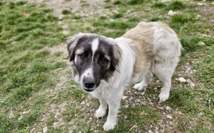 Zuhause gesucht für Otilie