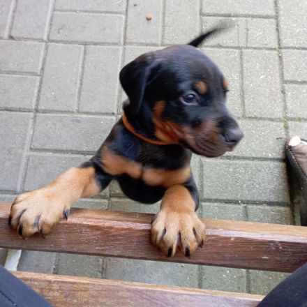 Dobermannwelpe Hündin geb. 19.04.2026