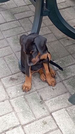 Dobermannwelpe Hündin geb. 19.04.2026