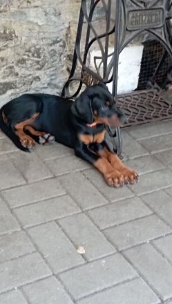 Dobermannwelpe Hündin geb. 19.04.2026