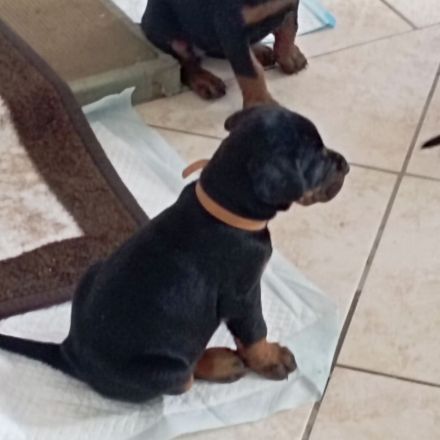 Dobermannwelpe Hündin geb. 19.04.2026