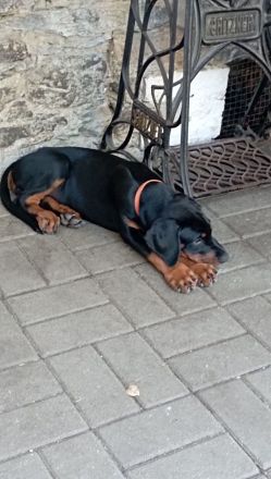 Dobermannwelpe Hündin geb. 19.04.2026