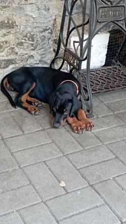 Dobermannwelpe Hündin geb. 19.04.2026