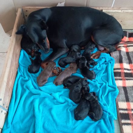 Dobermannwelpen geb. 19.04.2026