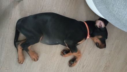 Dobermannwelpe Hündin geb. 19.04.2026