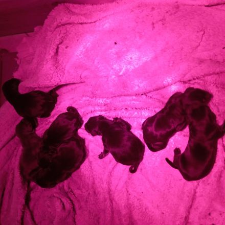 Dobermannwelpen geb. 19.04.2026