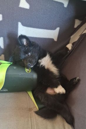 Bordacolli Mix Welpe