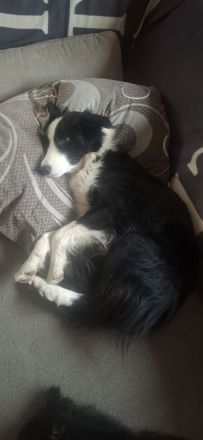 Bordacolli Mix Welpe