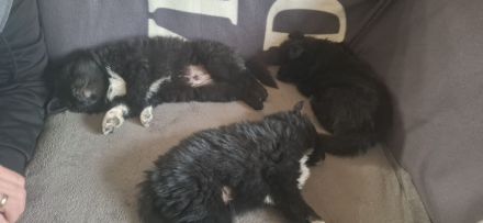 Bordacolli Mix Welpe