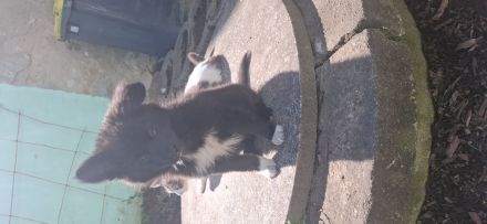 Bordacolli Mix Welpe