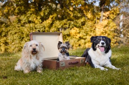 Hundepension bei Greiz