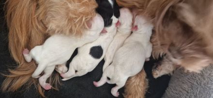 Bolonka Zwetna Welpen