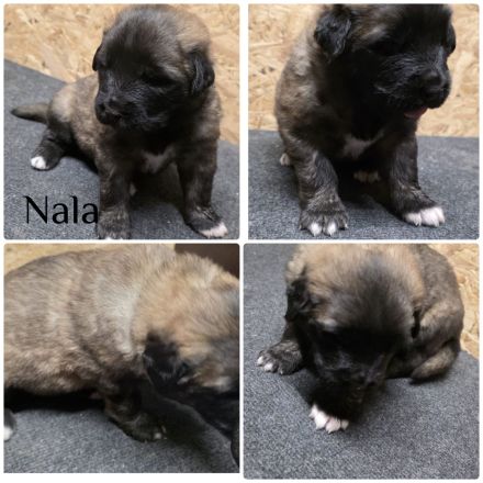 Leonberger Mix Mischlinge Welpen