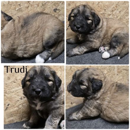 Leonberger Mix Mischlinge Welpen