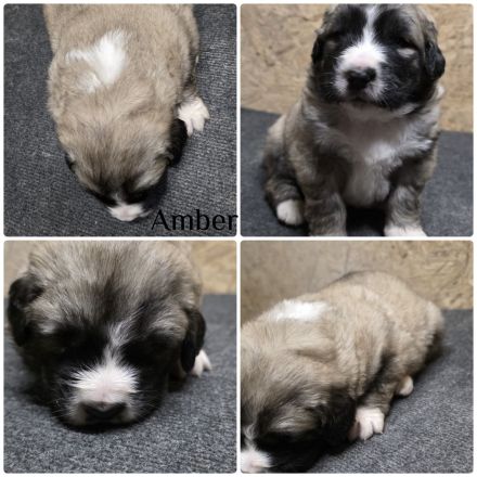 Leonberger Mix Mischlinge Welpen