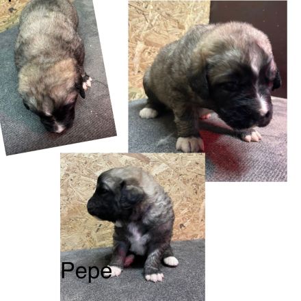 Leonberger Mix Mischlinge Welpen