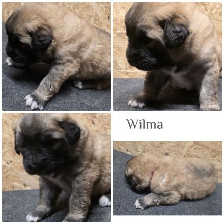 Leonberger Mix Mischlinge Welpen