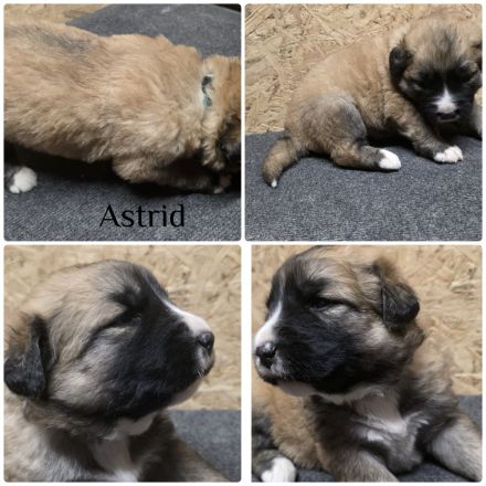 Leonberger Mix Mischlinge Welpen