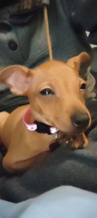 Zwergpinscher Weibchen welpe