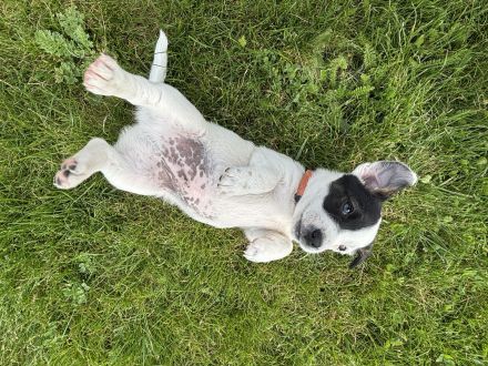 Kleine Energiebündel suchen ein zu Hause